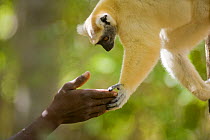 Golden crowned sifaka lemur (Propithecus tattersalli) reaching out to touch hands with man in tropical dry forest, Daraina, North Madagascar.