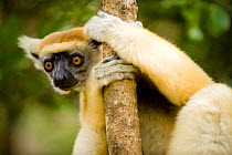 Golden crowned sifaka lemur (Propithecus tattersalli) in dry forest, Daraina, North Madagascar.