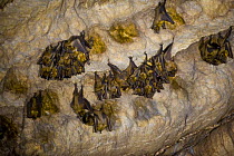 Straw coloured fruit bats (Eidolon dupreanum) roosting in cave, Ankarana Special Reserve, Ambilobe, North Madagascar.
