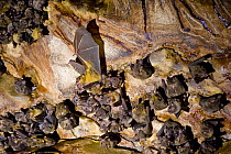 Tongue clicking bats (Rousettus madagascariensis) roosting in and flying from cave, Ankarana Special Reserve, Ambilobe, North Madagascar.
