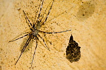 Unidentified spider with eggs in a cave, Ankarana Special Reserve, Ambilobe, North Madagascar.