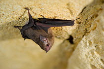 Madagascar bat (Miniopterus sp) roosting in  cave, Ankarana Special Reserve, Ambilobe, North Madagascar.