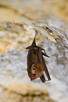 Madagascar bat (Miniopterus sp) roosting in cave, Ankarana Special Reserve, Ambilobe, North Madagascar.
