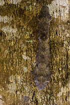 Leaf-tailed gecko (Uroplatus henkeli) camouflaged on tree trunk, Ankarana Special Reserve, North Madagascar.