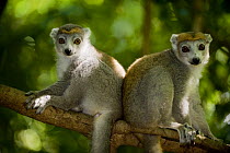 Crowned lemur (Eulemur coronatus) two females, Ankarana Special Reserve, Ambilobe, North Madagascar.