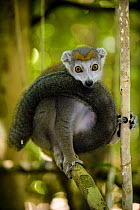 Crowned lemur (Eulemur coronatus) female, Ankarana Special Reserve, Ambilobe, North Madagascar.