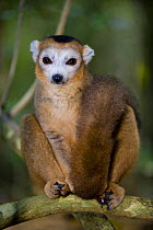 Crowned lemur (Eulemur coronatus) male, Ankarana Special Reserve, Ambilobe, North Madagascar.