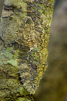 Henkel's leaf-tailed gecko (Uroplatus henkeli) camouflaged on tree trunk, Ankarana Special Reserve, North Madagascar.