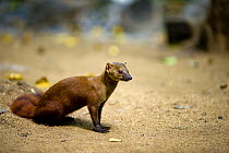 Northern ring-tailed mongoose (Galidia elegans dambrensis) Ankarana Special Reserve, North Madagascar
