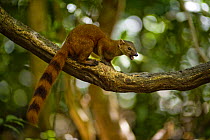 Northern ring-tailed mongoose (Galidia elegans dambrensis) in tree, Ankarana Special Reserve, North Madagascar
