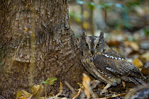 Madagascar scops owl (Otus rutilus) Ankarafantsika National Park, Madagascar.