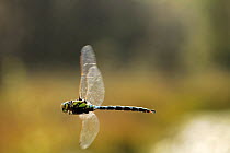 Migrant Hawker Dragonfly {Aeshna mixta} adult in flight, Somerset, UK