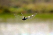 Migrant Hawker Dragonfly {Aeshna mixta} adult in flight over marshy pond, Somerset, UK