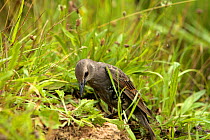Common starling {Sturnus vulgaris} anting, pecking at ant's nest to rub ants into plumage to clear parasites from feathers, juvenile, captive bird, Somerset, UK