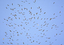 Large flock of Black Kites (Milvus migrans) soaring in thermals, Tarifa, Spain, September