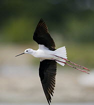 Black-winged stilt (Himantopus himantopus) in flight, Oman, March
