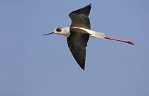 Black-winged stilt (Himantopus himantopus) in flight, Oman, November