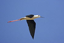 Black-winged stilt (Himantopus himantopus) in flight, Oman, November