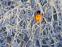 Bullfinch (Pyrrhula pyrhula) male perched amongst frozen branches, Kuusamo, Finland