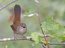 Cetti's warbler (Cettia cetti) singing, Spain, September