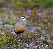 Dotterel (Charadrius / Eudromias morinellus) on flowering tundra in breeding plumage, Ivalo, Finland, June