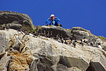 Common guillemot (Uria aalge) and Brunnich's Guillemot (Uria lomvia) nesting on cliff face, Norway, July