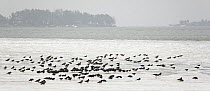 Mixed flock of Hooded crow (Corvus cornix) and Jackdaw (Corvus monedula) feeding on field in winter, Helsinki, Finland, January