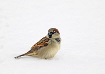 House / Common sparrow (Passer domesticus) male in snow, Norway, March