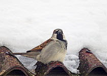 House / Common sparrow (Passer domesticus) male perched on roof in snow, Norway, March