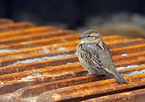 House / Common sparrow (Passer domesticus) female perched on metal grid, Norway, March