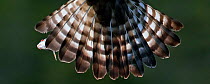 Close up of tail feathers of Osprey (Pandion haliaetus) in flight, Vaala, Finland, June. Magic Moments book plate.