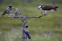 Osprey (Pandion haliaetus) perched interacting with two Hooded crows {Corvus corone corvix} Vaala, Finland, June