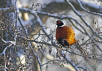 Pheasant (Phasianus colchicus) male perched in tree in snow, Vantaa, Finland, December