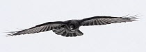 Raven (Corvus corax) in flight, Kuusamo, Finland, April