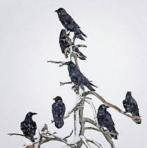 Seven Ravens (Corvus corax) perched on dead tree in the snow, Utajrvi, Finland, February