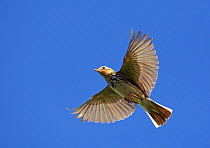 Red-throated pipit (Anthus cervinus) in flight, Norway, July