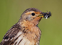 Red-throated pipit (Anthus cervinus) with beak full of insect prey, Norway, July