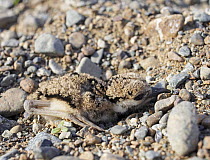 Red-wattled lapwing (Vanellus indicus) chick camouflaged in nest on beach, Oman, March
