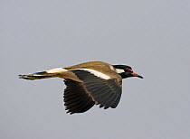 Red-wattled lapwing (Vanellus indicus) in flight, Oman, March