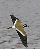 Red-wattled lapwing (Vanellus indicus) in flight over water, Oman, March