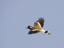 Red-wattled lapwing (Vanellus indicus) in flight, calling, Oman, March