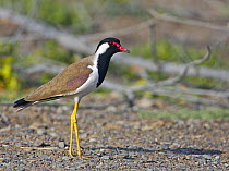 Red-wattled lapwing (Vanellus indicus) perched on ground, Oman, March