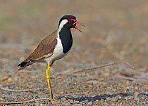 Red-wattled lapwing (Vanellus indicus) perched on ground, calling, Oman, March