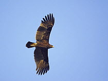 Greater spotted eagle (Aquila clanga) in flight, Oman, November