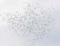 Flock of White stork (Ciconia ciconia) soaring in thermals, Spain, September