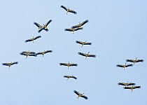 Flock of White stork (Ciconia ciconia) soaring in thermals, Spain, September