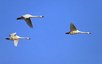Three Bewick's swans (Cygnus columbianus bewickii) in flight, Estonia, April
