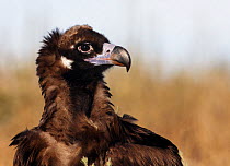European Black vulture (Aegypius monachus) portrait, Spain, December