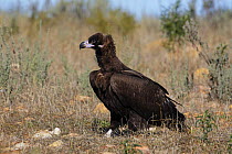 European Black vulture (Aegypius monachus) on ground, portrait, Spain, December