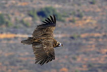 European Black vulture (Aegypius monachus) in flight, Spain, December